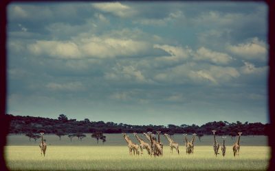 Singita Celebrates 15 Years of Successful Conservation in the Serengeti