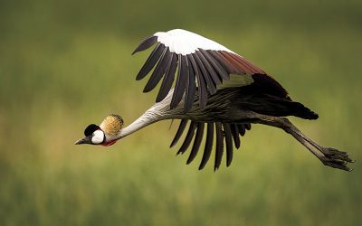 The Sentinels – Cranes of South Africa