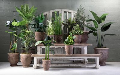 How to pot your plants beautifully and turn your indoor plants into a decor statement.