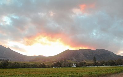SA’s Oldest Wine Estate Celebrates 334 Years