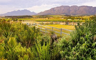 Amble Down The Path With Keith Kirsten At Cavalli Estate