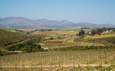 New Vintage of Luddite Chenin Shines a Light for Artisanal Passion